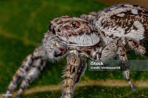 Giant Jumping Spider Stock Photo - Download Image Now - Animal, Animal ...