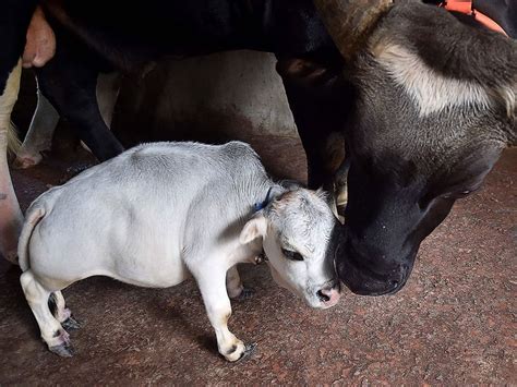 Photos: Thousands flock to see dwarf cow in Bangladesh | News-photos ...