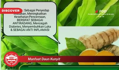 Banyak Yang Belum Tahu Inilah 30 Manfaat Daun Kunyit Yang Wajib Diintip