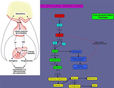 Pedro Cruz Guzman Eje Hipot Lamo Hip Fisis Ovario Testiculo