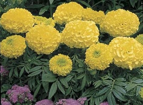 Marigold Seed African Antigua Primrose Annual