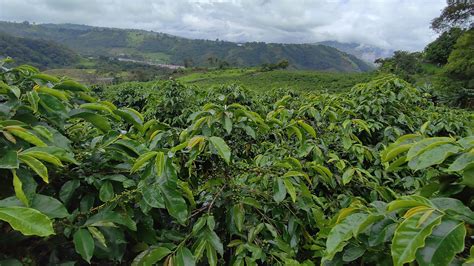 Cospé Café De la montaña a la ciudad Diario de Los Andes