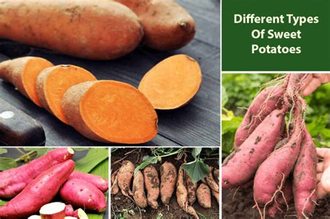 Sweet Potato Varieties Of Different Types Based On Color Taste