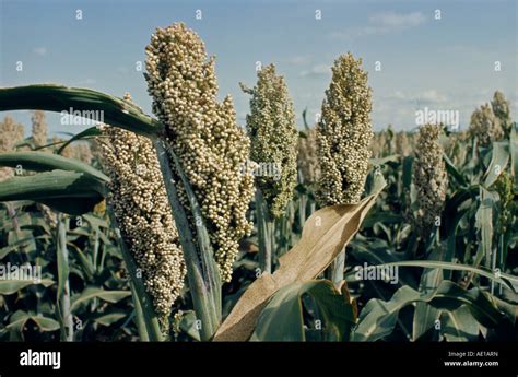 NIGERIA West Africa Farming Agriculture Sorghum Crop Growing In Field