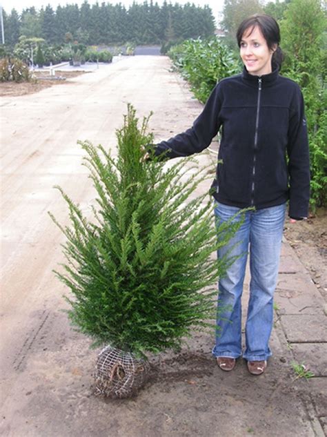 Taxus Baccata Heimische Eibe Cm Solit R Mit Ballierung