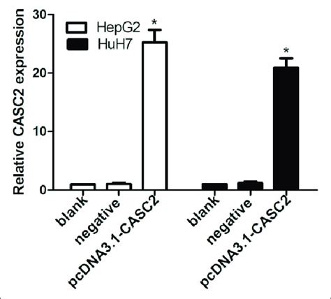 LncRNA CASC2 Expression Is Detected In HepG2 And HuH7 Cells By QRT PCR