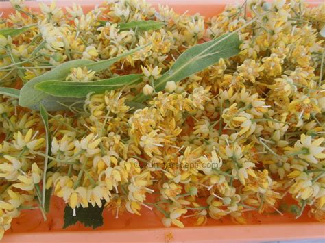 Sirup od cvetova lipe - Kuhinja i Recepti