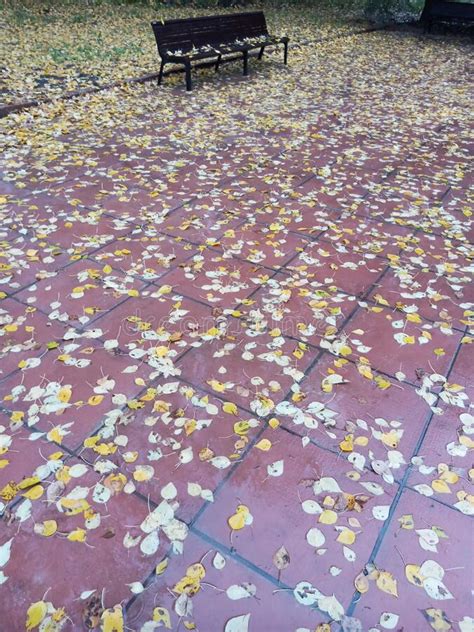 Fallen Autumn Leaves Lie On The Wet Path Stock Image Image Of Brush