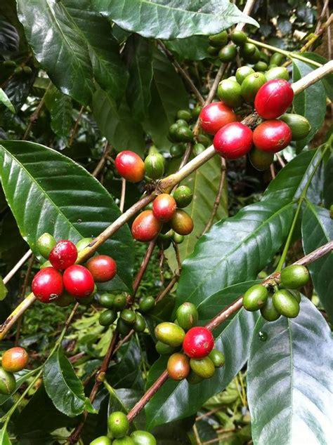 Perkebunan Kopi Kintamani, Bali | Kopi, Fruit, Coffee