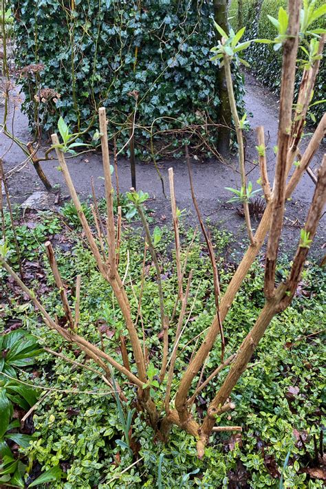 how to prune butterfly bush 6