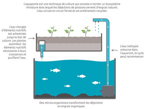 Installer Son Premier Syst Me Aquaponique Les R Gles De Base Aquaponie