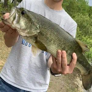 List Of Fish Species In Utah Lake Updated Pond Informer