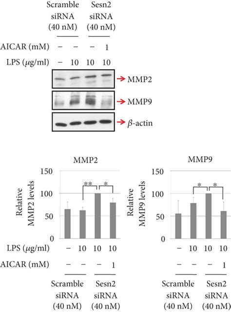 Lps Induced Expression Of Mmp2 And Mmp9 Is Increased By Sesn2 Knockdown