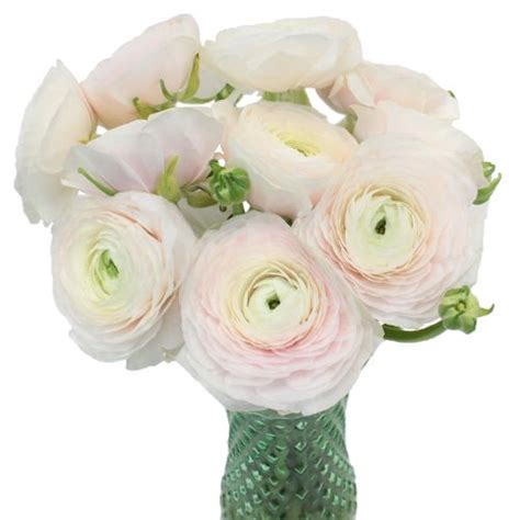 Blush Italian Cloony Ranunculus White Wax Flower Ranunculus