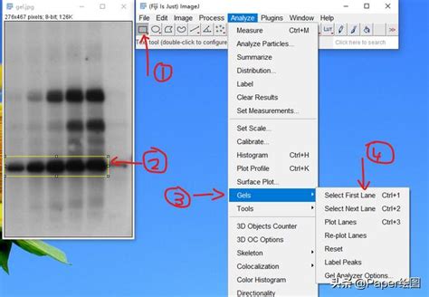 Western Blot——从黑白条带to组合sci图 每日头条