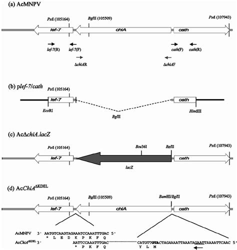 Genomic Organization Of AcMNPV And Recombinant Baculoviruses A