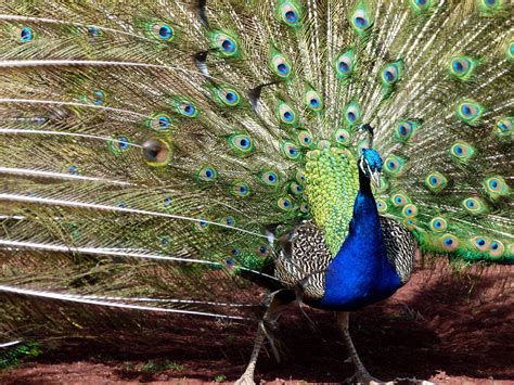 Indian Peacock Dance Photograph By Cindy Wright