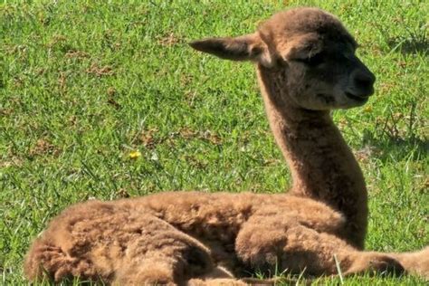 Adorable baby alpaca born in Pets Farm - Blair Drummond Safari Park