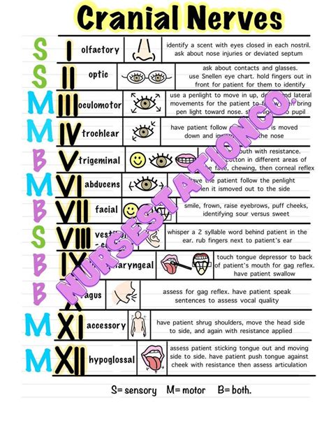 Cranial Nerve Cheat Sheet Etsy Cranial Nerves Nursing School Essential Nursing School Survival