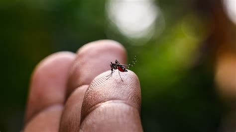 Epidemia De Dengue Na Bahia J Registra Mortes Por Conta Da Doen A