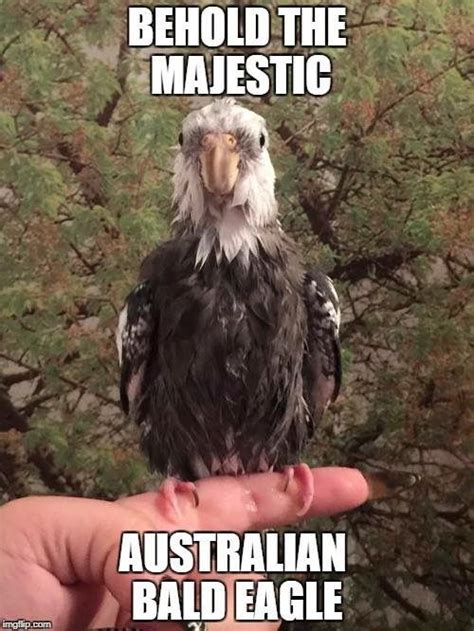 Pin By Krishna Koontz On Animal Funnies Bald Eagle Funny Animals