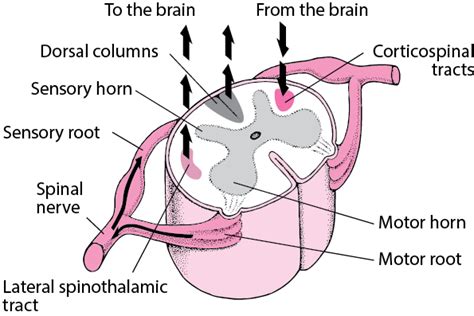 Overview of Spinal Cord Disorders - Brain, Spinal Cord, and Nerve ...