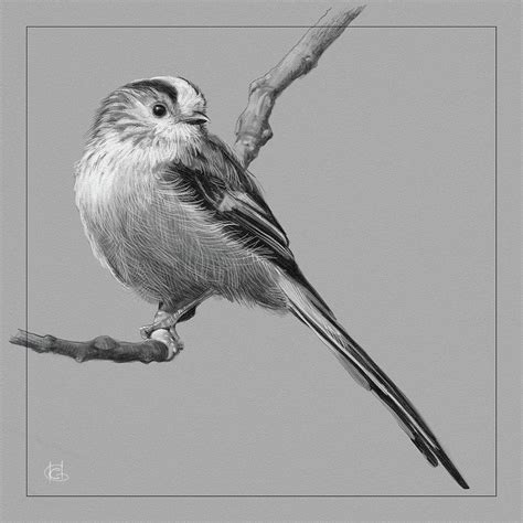 Long Tailed Tit Digital Art By Christopher Smith Fine Art America