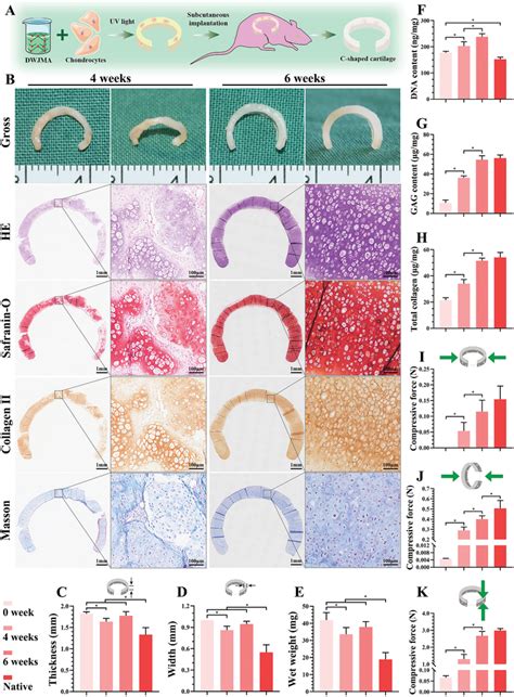 Cartilage Regeneration Using Chondrocyteloaded DWJMA Hydrogels In Nude