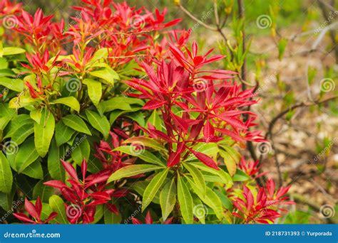 Pieris Japonica Royalty Free Stock Image 42597520