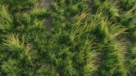 Green Grass Top View Background Texture Home Garden Lawn Sports Field Ai Generated 28250868