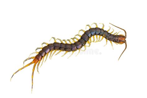 The Top View Of Centipede Isolated On White Background And Clipping