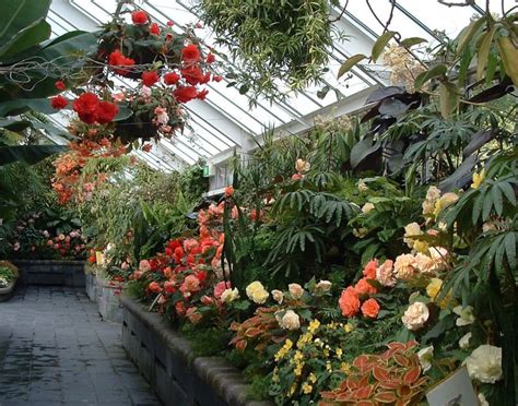 Exotic Plants Stolen From Wellington Botanic Garden Rnz News