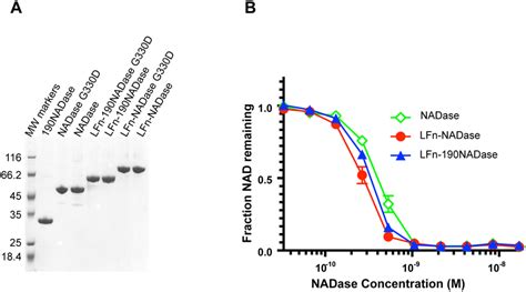 Purification And Biochemical Characterization Of Recombinant