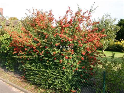 Ognik Szkar Atny Pyracantha Coccinea Red Column C Sadzonka Cena Z