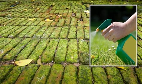 Gardening Tips Quickest Way To Remove Moss From Pavements How To