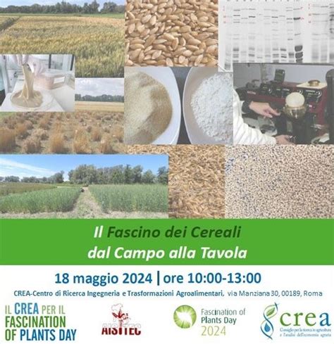 Fascination Of Plants Day Il Fascino Dei Cereali Dal Campo Alla