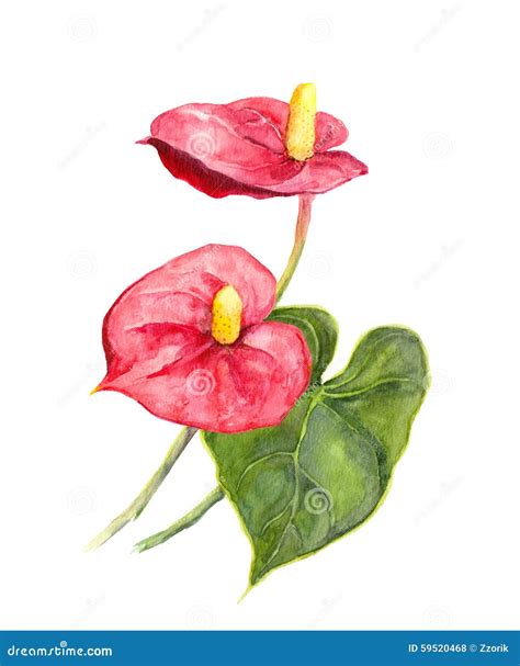 Exotic Flower Tropical Anthurium Watercolor Stock Illustration