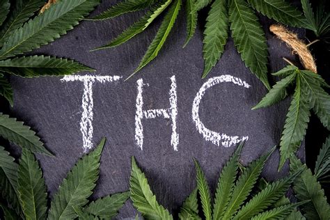 Cuanto dura el thc en la sangre cómo eliminarlo primero CBDMania