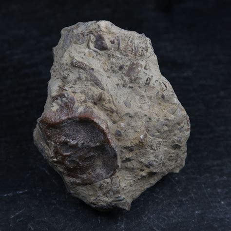 Leptaena Depressa Brachiopod Fossils Buy Uk Fossil Specimens Online