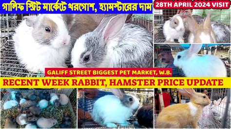 Recent Week Rabbit Hamster Price Galiff