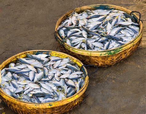 baskets  fish stock photo