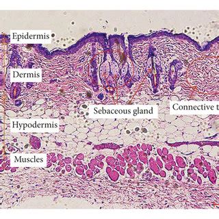 The Histological Images Of Normal Skin Tissue Sections Stained With H E