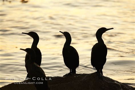 Brandt S Cormorant Phalacrocorax Penicillatus Monterey California