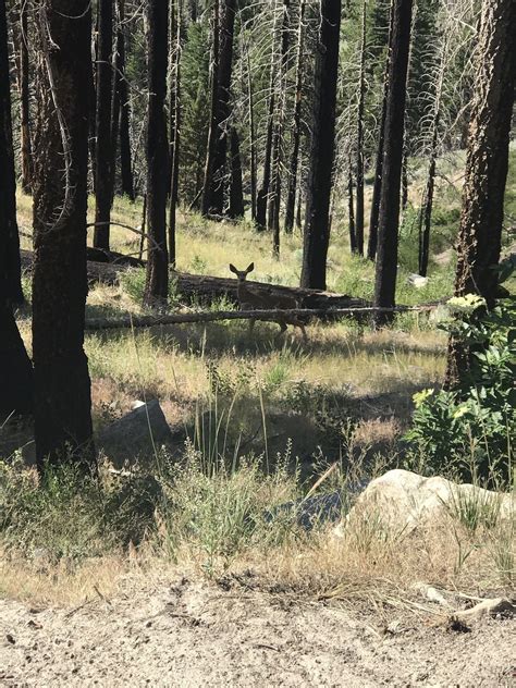 June Lake Loop Trail - California | AllTrails