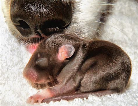 baby animal  baby animals cute animals