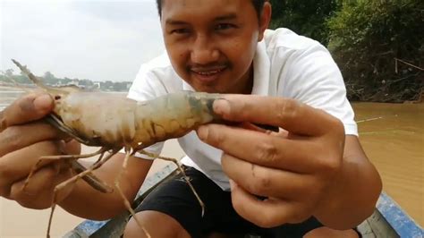 Mancing Udang Galah Babon Dan Reel Menjerit YouTube