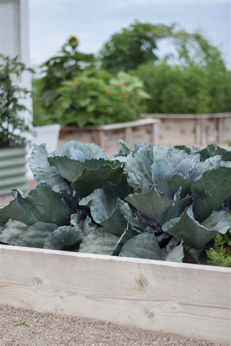 cheap diy garden beds