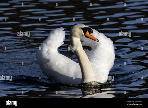 As Spring Approaches The Cob Mute Swan Becomes More Aggressive In The