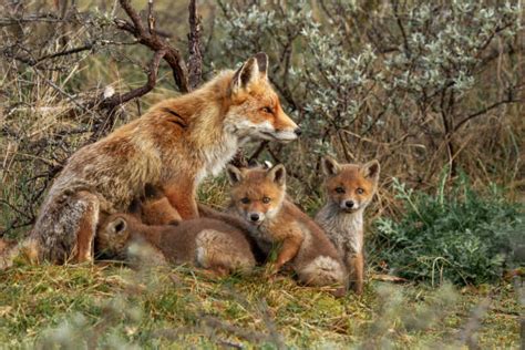 Red Fox Family Stock Photos, Pictures & Royalty-Free Images - iStock