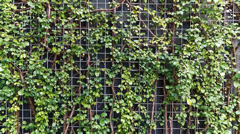 Wire Mesh Privacy Screen Design Ideas